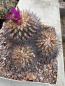 Preview: Gymnocactus horripilus